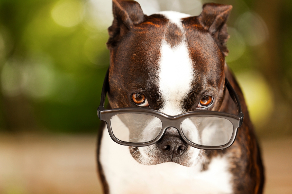 smart dog with glasses