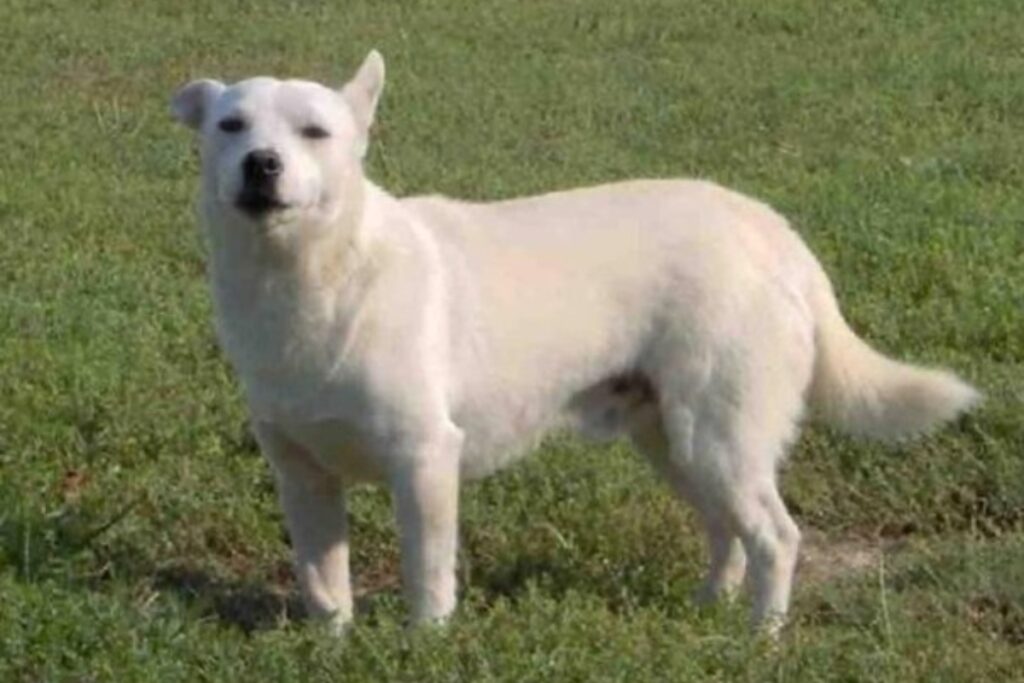 alopekis greek dog