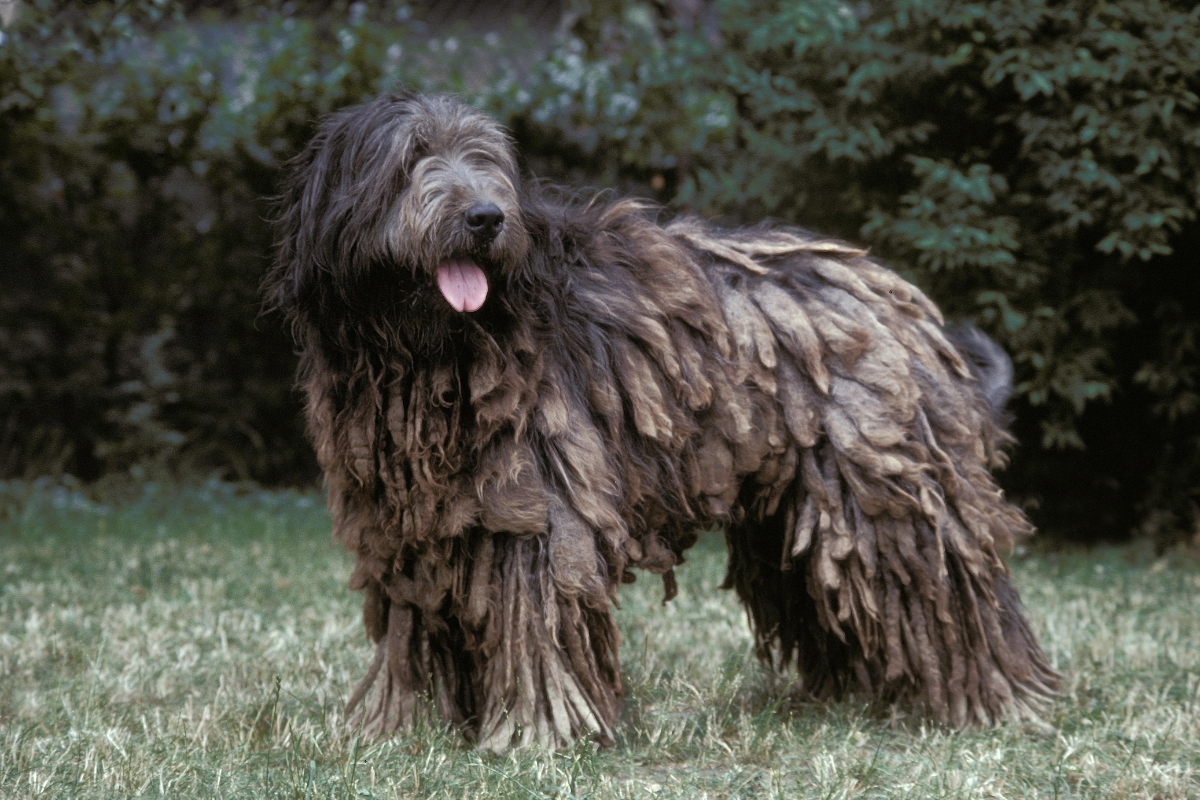 catalan sheepdog standing with tongue out