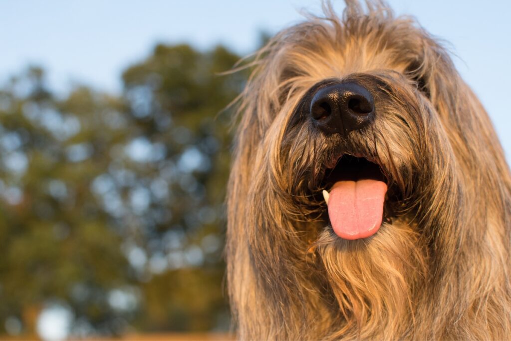 catalan sheepdog sticking out tongue