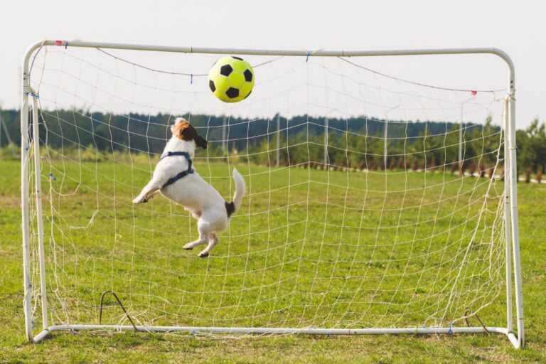 250+ Soccer Inspired Dog Names For Your Striker Pup