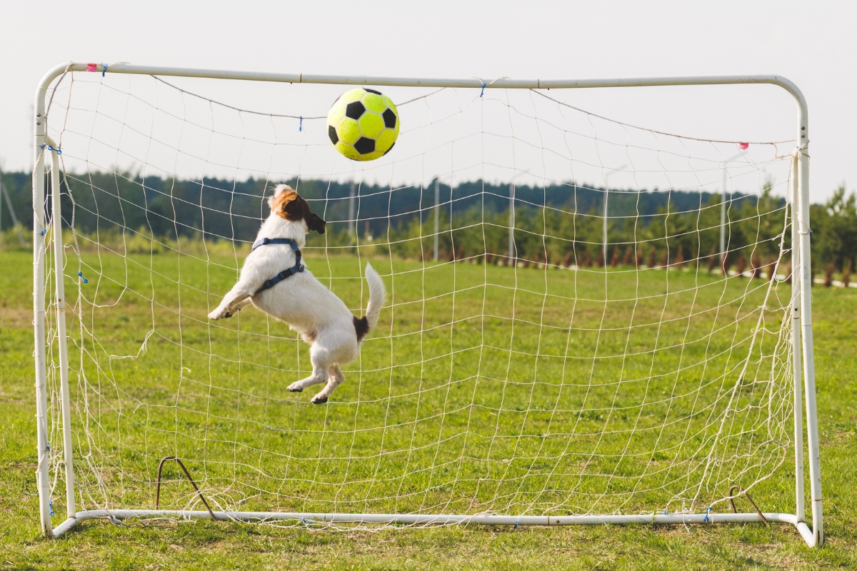 dog playing soccer