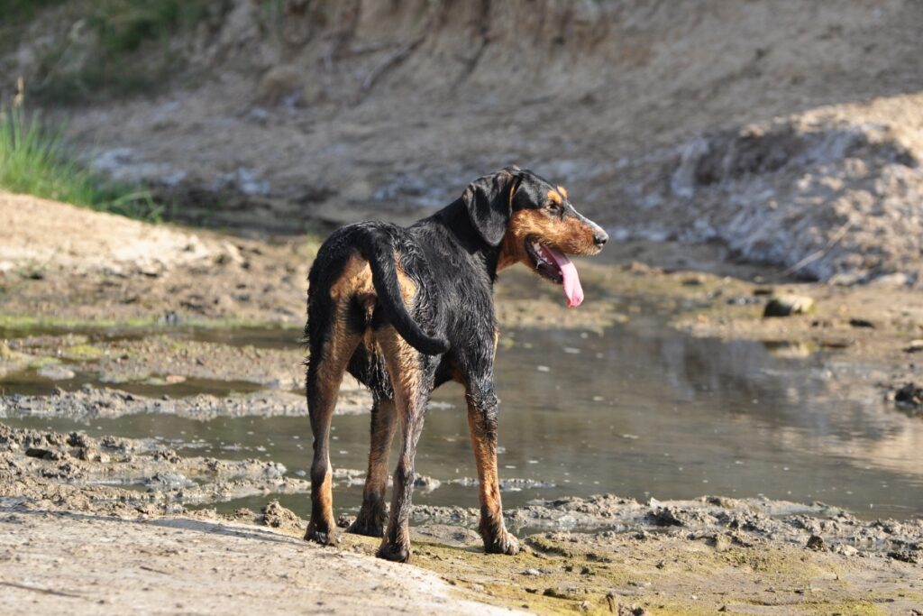 greek harehound with tongue out