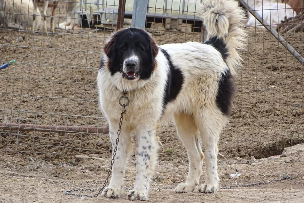 greek shepherd dog