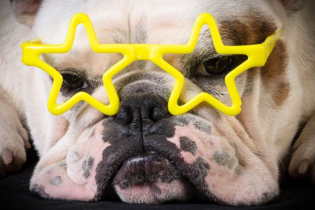 popular dog