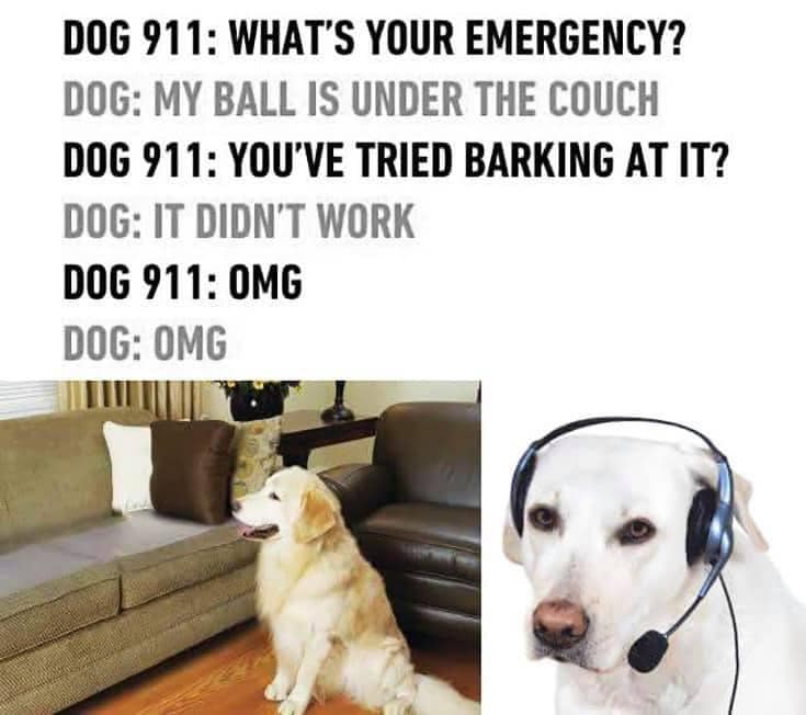 dog 911