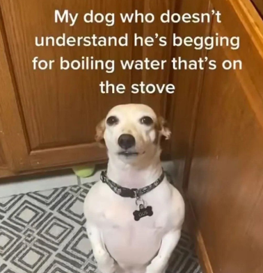 dog begging water stove