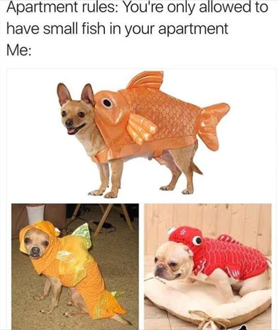fish in apartment