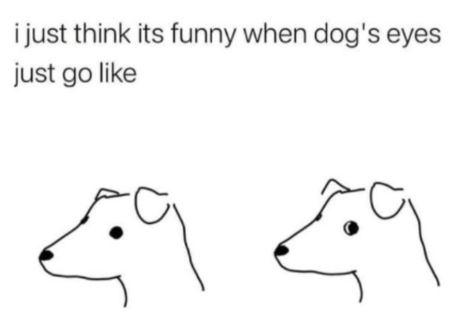 funny when dog eyes go like