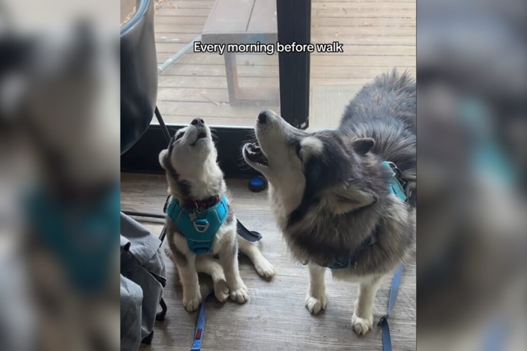 huskies howl before walk