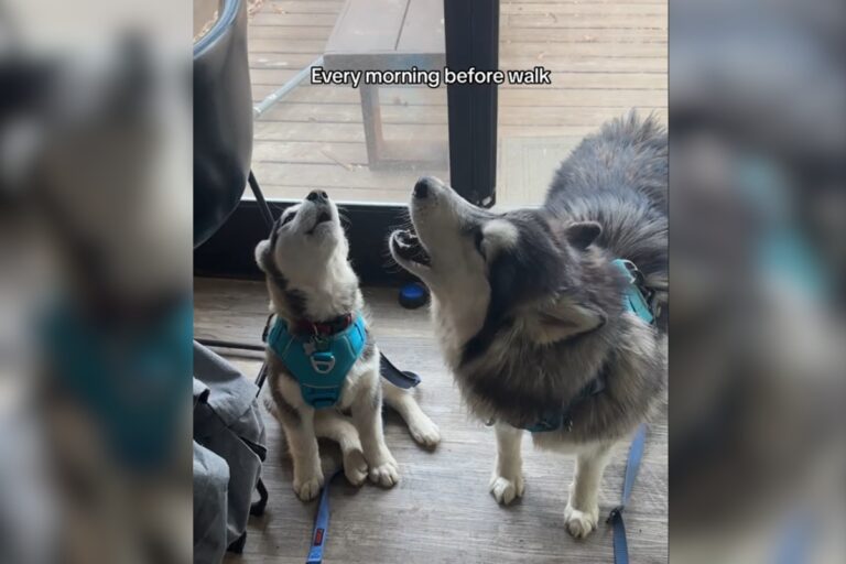 Every Morning Before Walk, These Huskies Howl of Joy (video)
