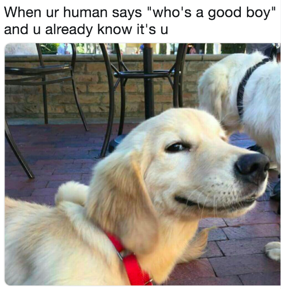 whos a good boy
