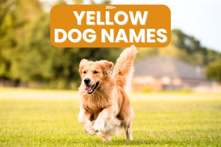 300+ Yellow Dog Names for Your Golden Pup