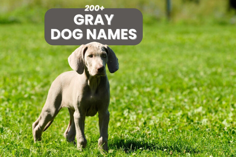 200+ Gray Dog Names For Your Silvery Pup