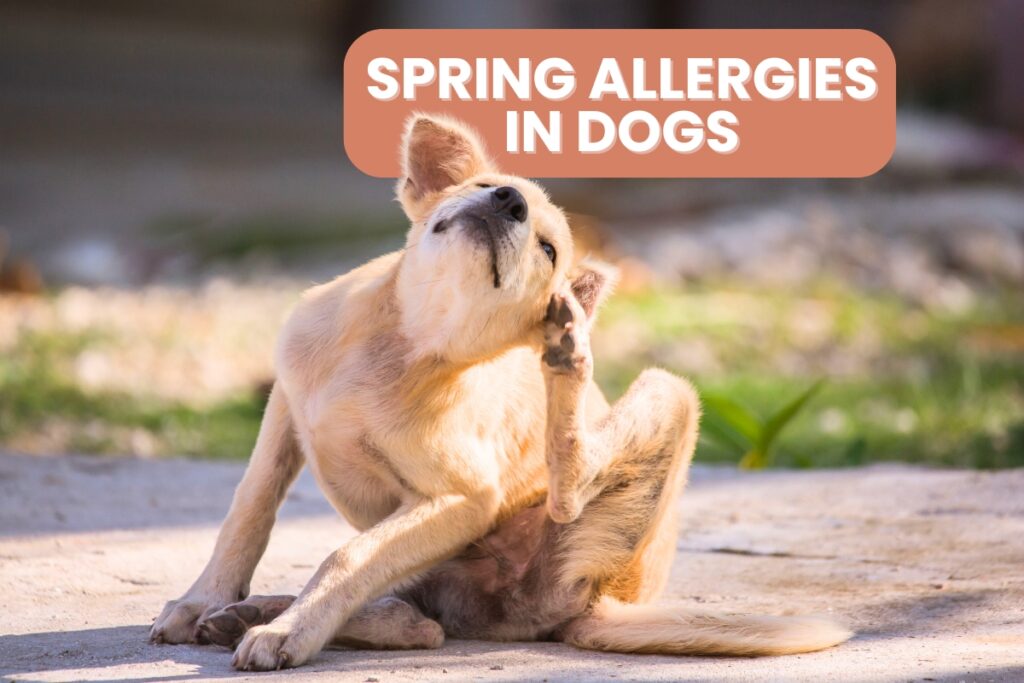spring allergies in dogs