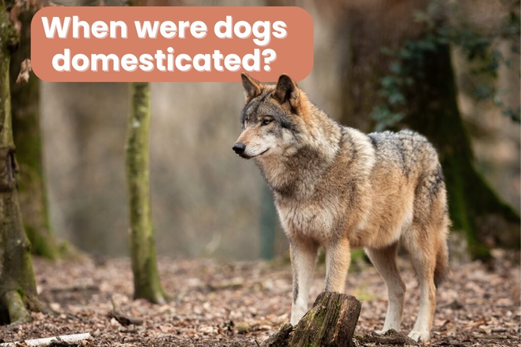 when were dogs domesticated