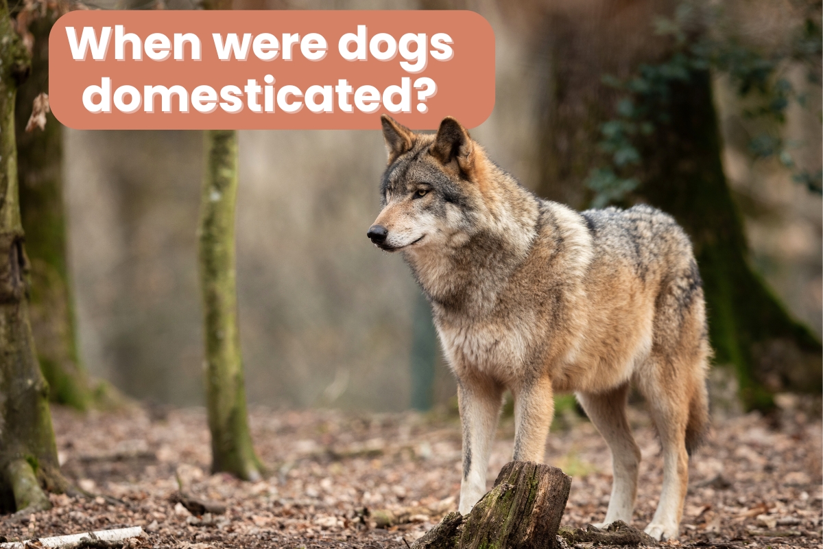 when were dogs domesticated