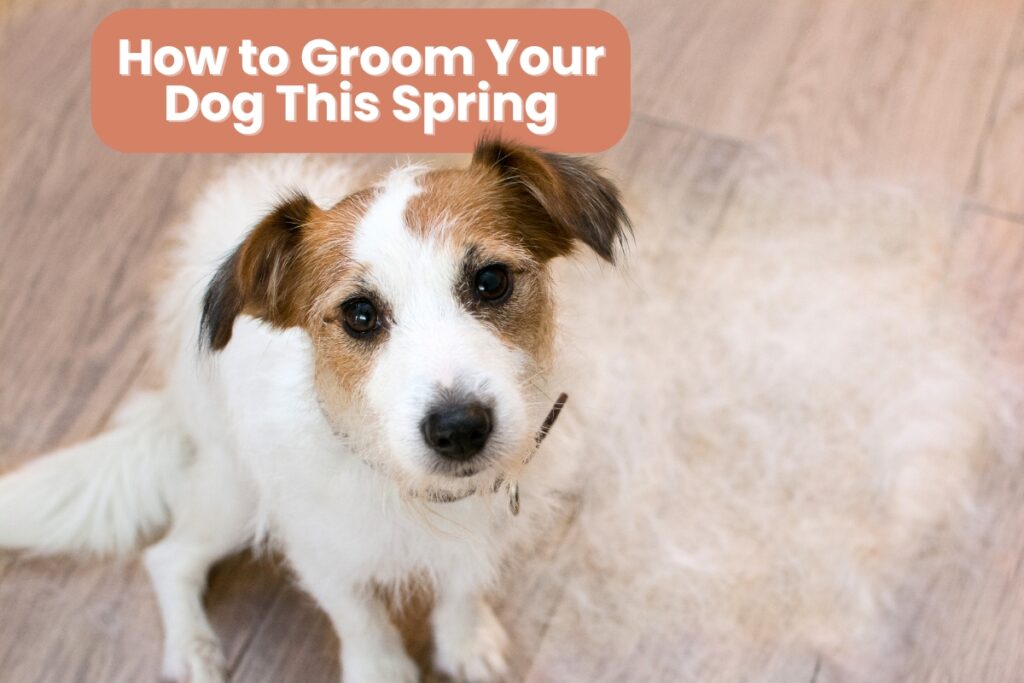 Groom Dog Shedding Season