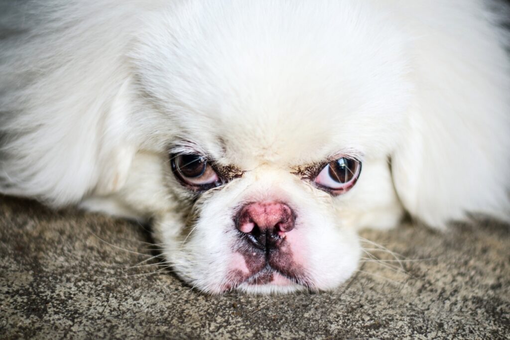 angry dog looking up