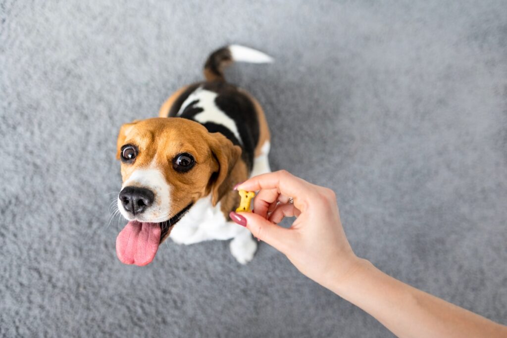 basic dog commands
