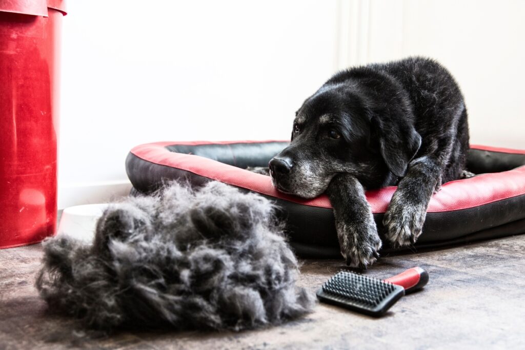 black dog with hair shedding and brush