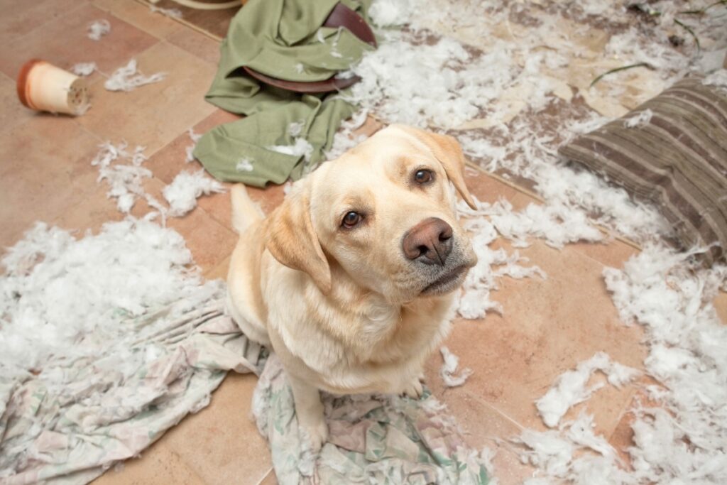 dog destructive bored