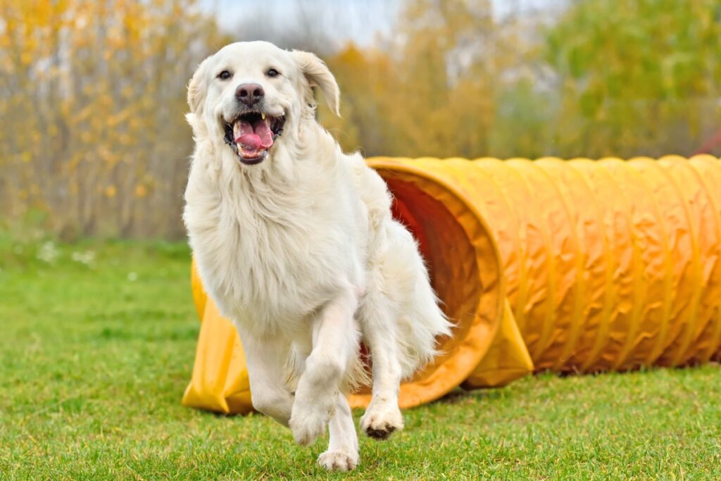 dog exercising to prevent boredom