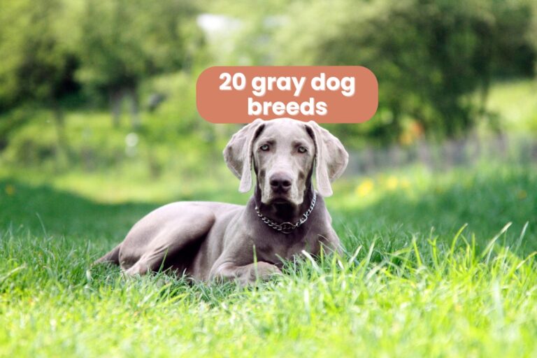 20 gray dog breeds (with pictures)