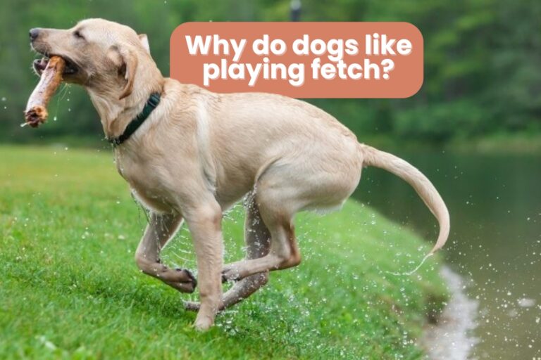 Why do dogs like playing fetch?