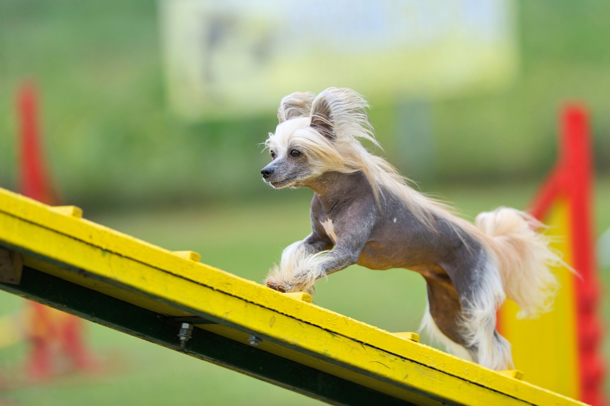 chinese crested dog running