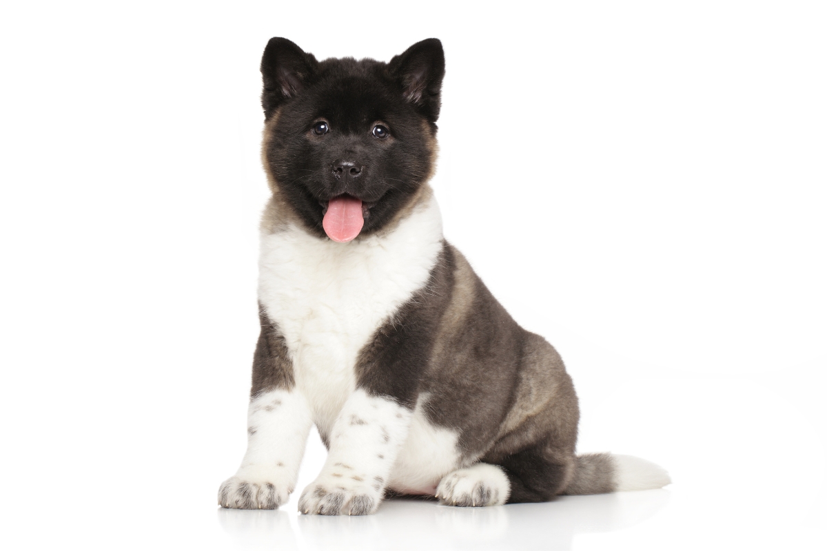 akita puppy