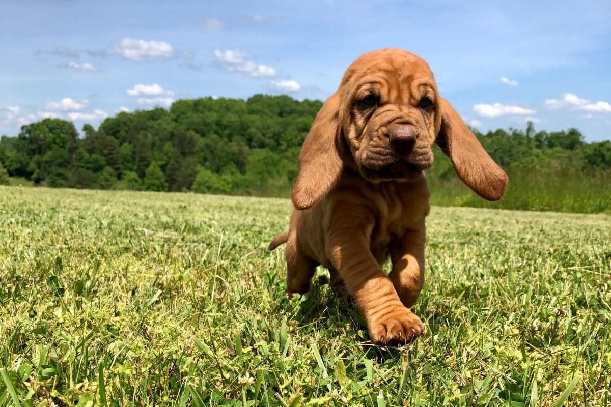 bloodhound puppy
