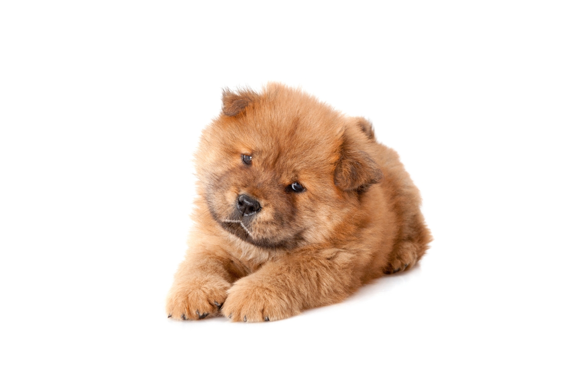 chow chow puppy