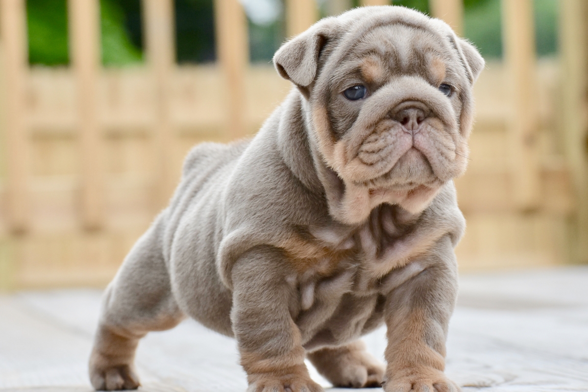english bulldog puppy