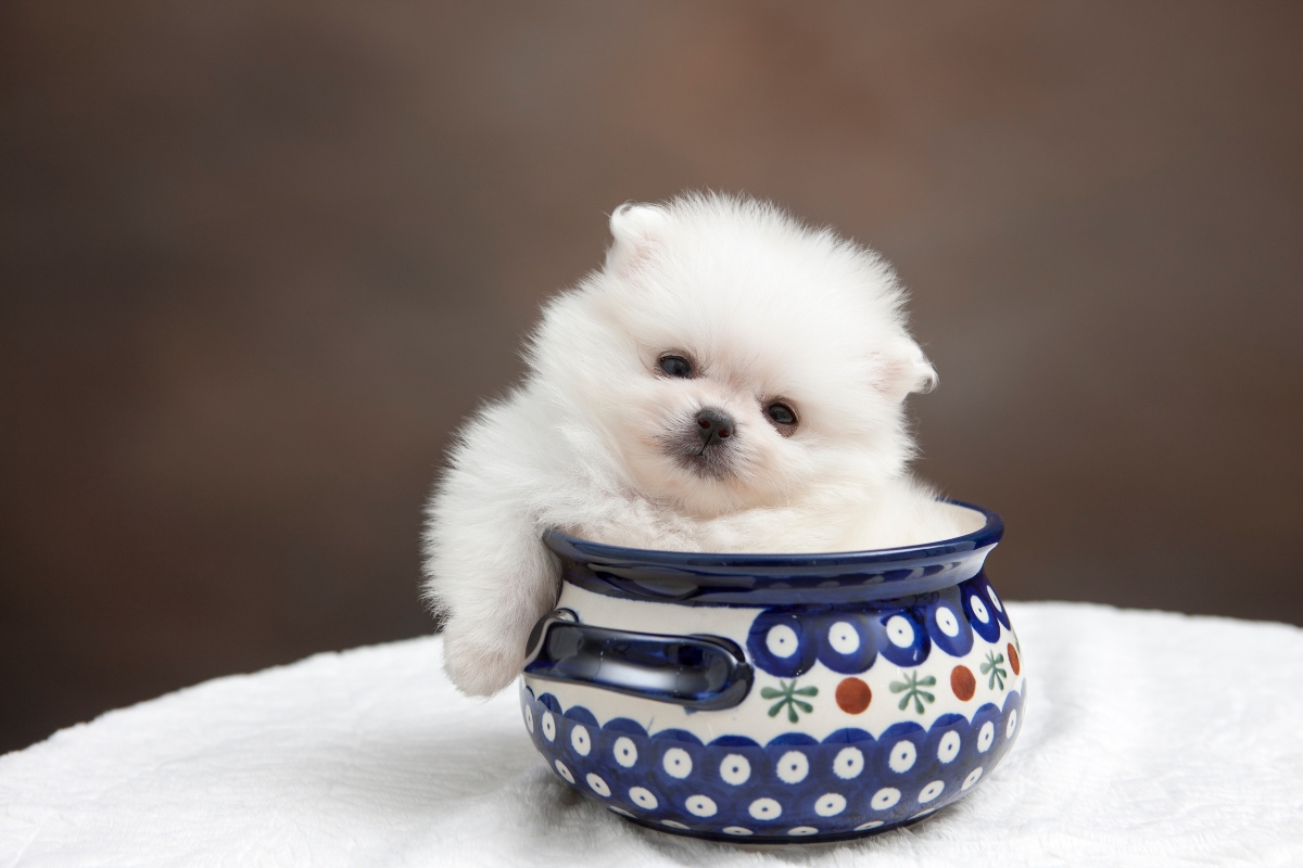 pomeranian puppy