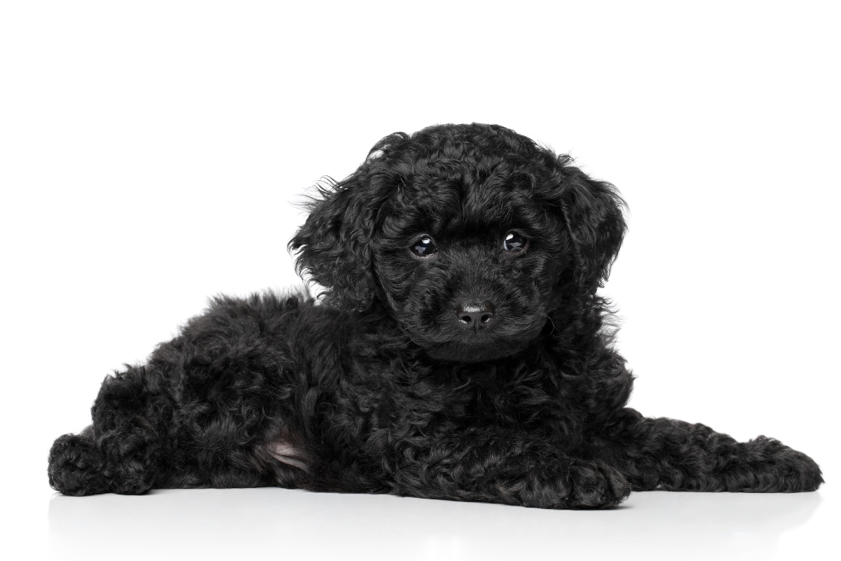 poodle puppy