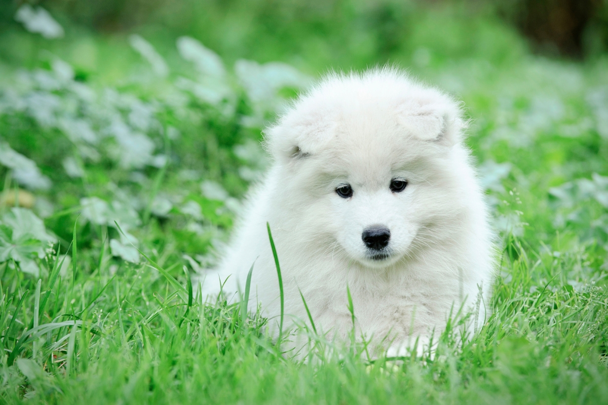 samoyed puppy