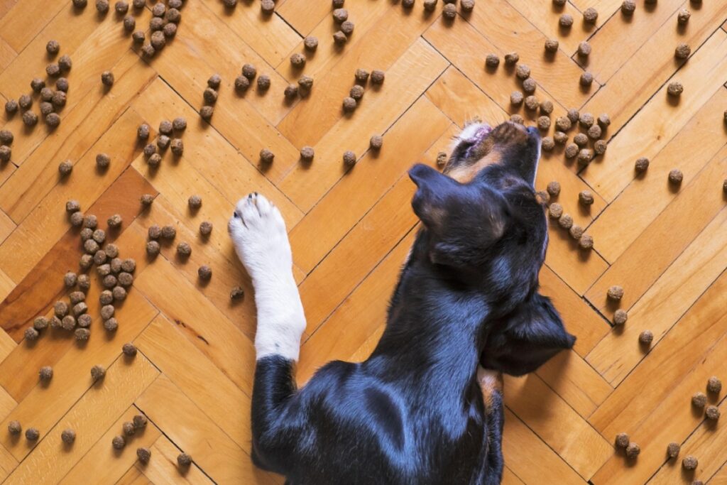 Les 10 aliments interdits aux chiens le guide